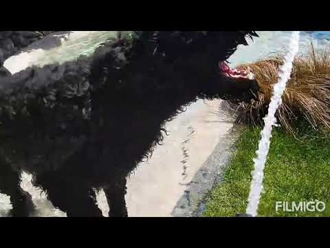 Wideo: Czarny terier rosyjski