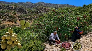 Harvesting organic figs, walnuts and wild sumac | Nomadic life in the Zagros Mountains 🍈🌰🌿