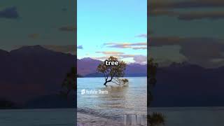 Unbelievable Views: Lake Wanaka, New Zealand 🌊✨ #shorts #lakewanaka Unbelievable Views: Lake Wanaka, New Zealand 🌊✨ #shorts #lakewanaka