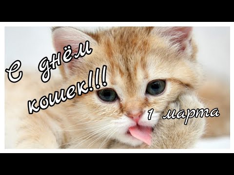 Музыкальная открытка☀️ День Кошек. Красивое поздравление с Днем Кошек. Всемирный день кошек.#4
