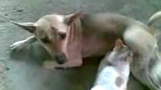 Anjing Nyusui Kucing