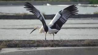 【鳴門こうのとり】れん君大激怒　カラスに食事の邪魔をされガチギレ