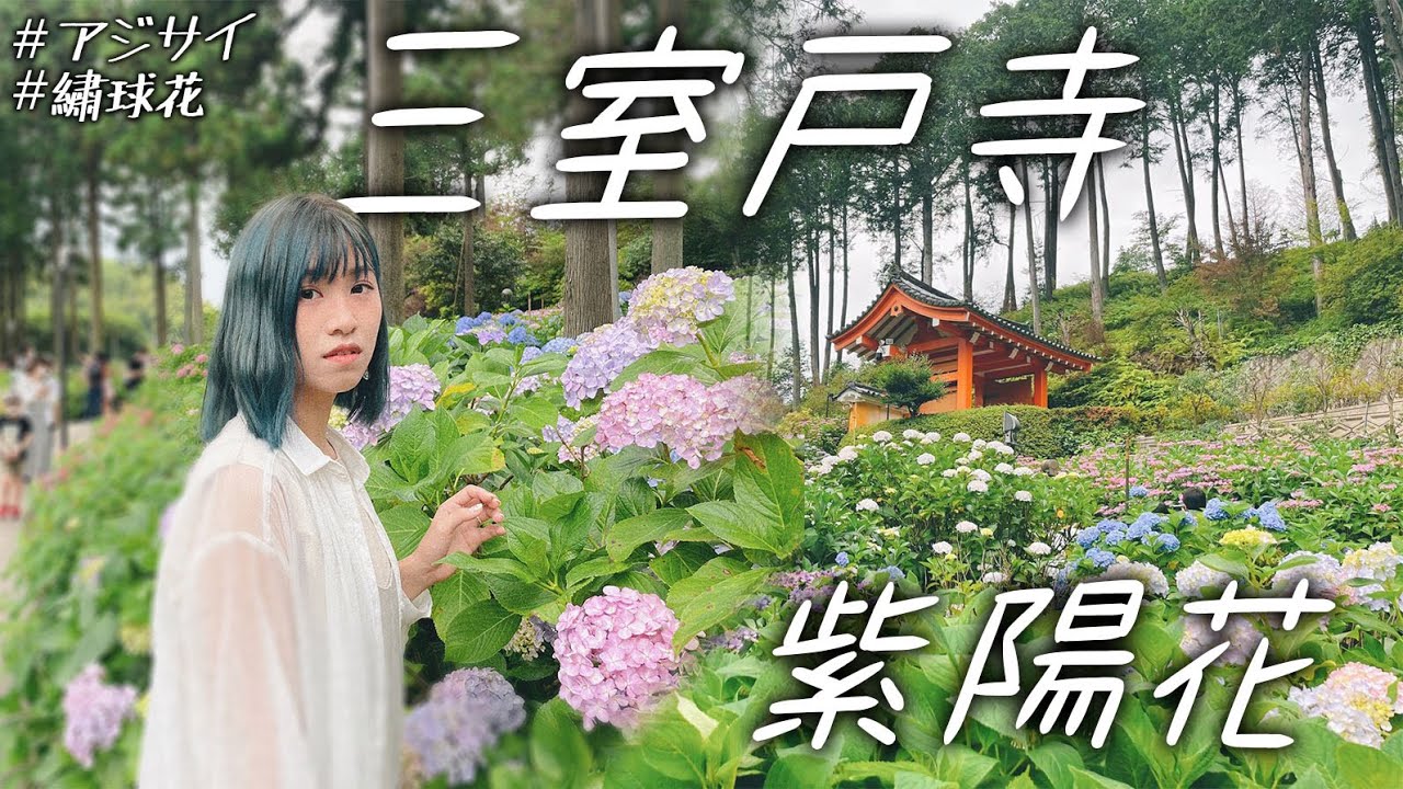京都宇治散策 擁有二萬棵 紫陽花 繡球花 花海的 三室戶寺 Vlog Youtube