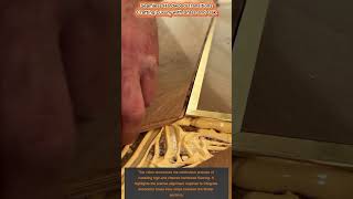 Seamless Hardwood Transitions: Crafting Luxury with Brass and Oak