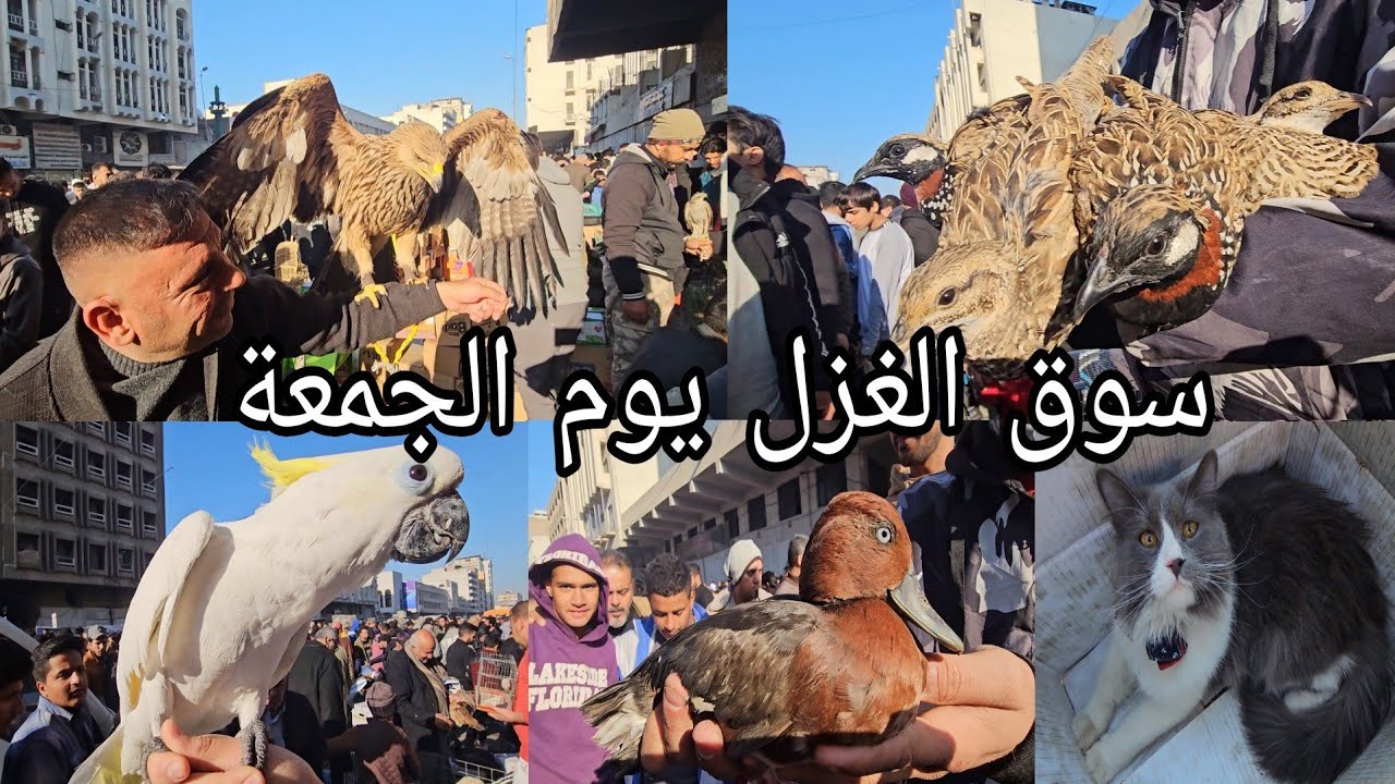 سوق الغزل يوم الجمعة انواع الحيوانات والطيور مخلوقات اول مره تشوفوها 2023/12/15