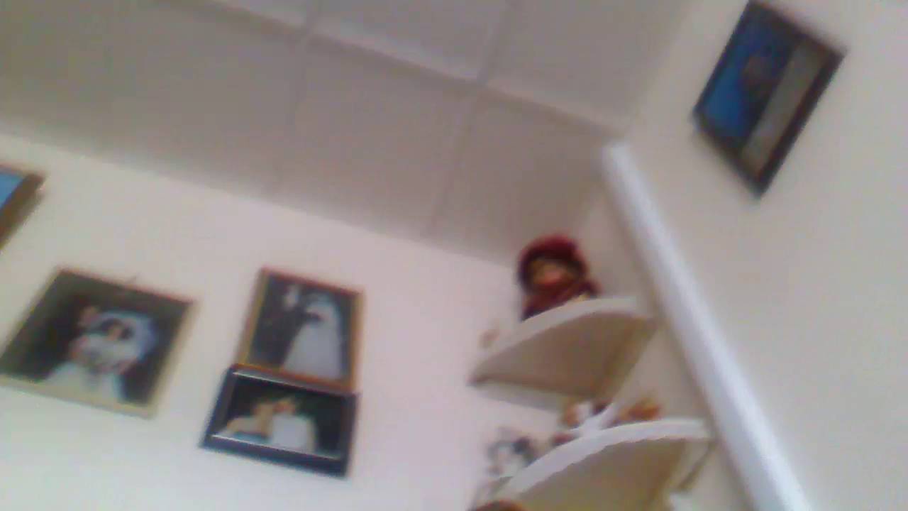 Wild animals and please adopt a donkey