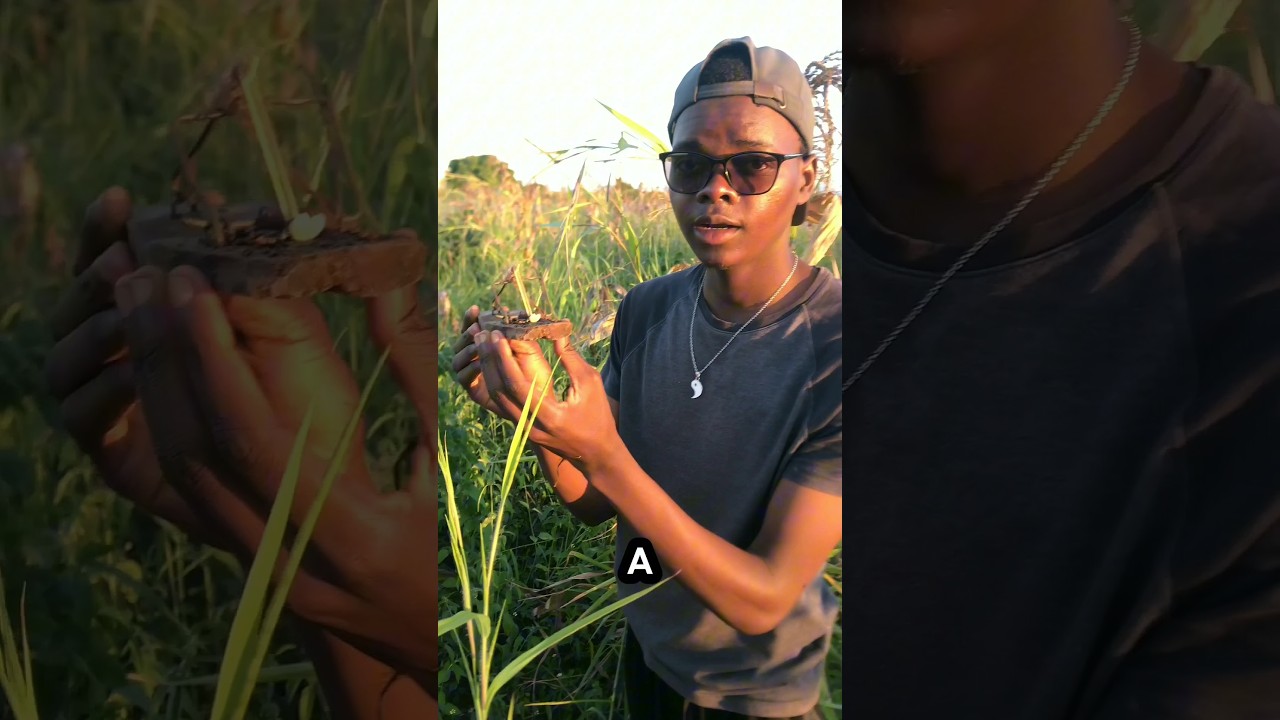 Como é feita a caça de ratos nas comunidades em Moçambique? #moçambique #curiosidades #shorts
