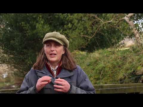 Dartmoor Ponies