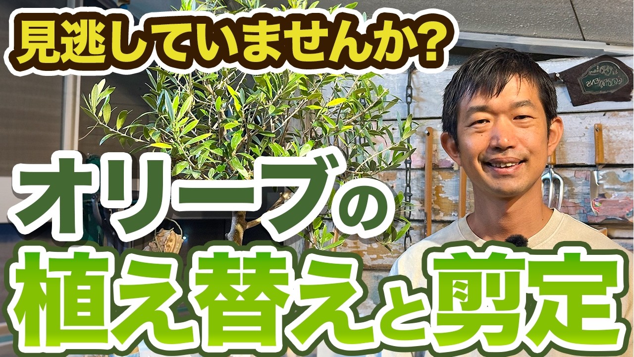 オリーブの葉・枝⭐︎挿木⭐︎実は要相談 Watch Out If Leaves Turn Yellow!! Explaining When to Repot Your