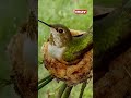 Conoce todo lo  que no sabías de los colibríes