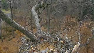 AEF DC Eagle Cam 12-8-17: The Case of the Missing Moss