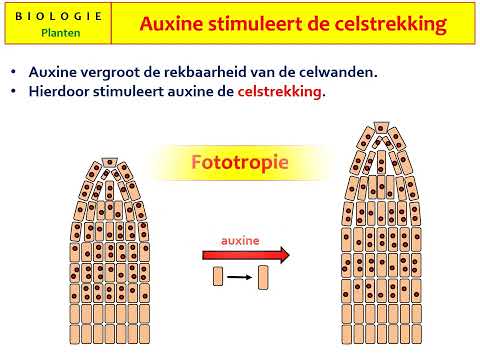 Video: Plantenhormonen: beschrijving van de stof, kenmerken