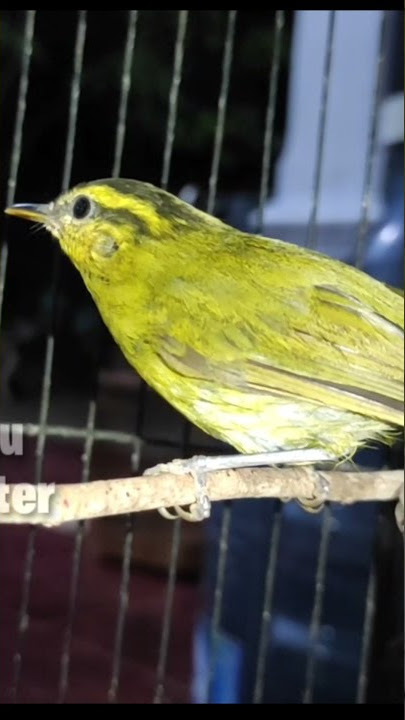 Burung Pare pare / cikrak daun gacor