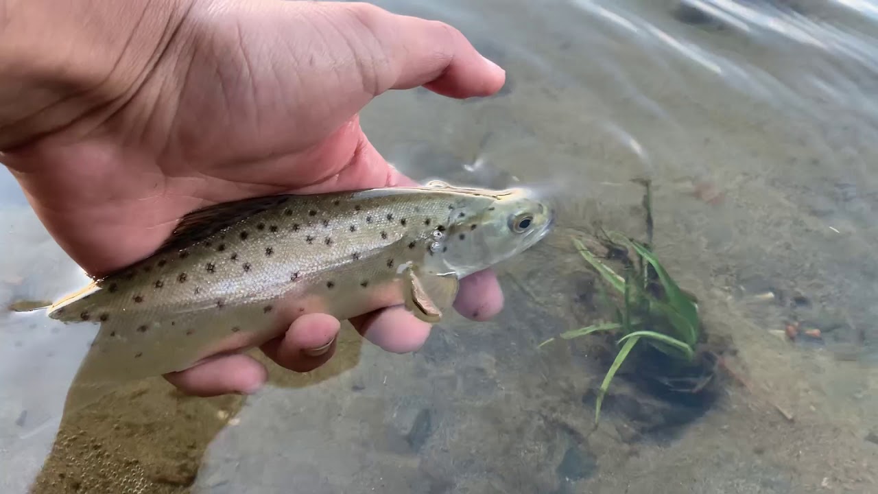 Brown trout action at the Waikato River in Hamilton YouTube