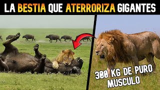 Este LEÓN esta ACABANDO con los BUFALOS del AFRICA !! 😨💀