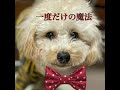 歌う犬🐶どんちゃん歌います💓ペットントンより一度だけの魔法