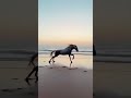 Horse running ar beach