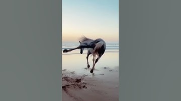 Thumbnail of Horse running ar beach