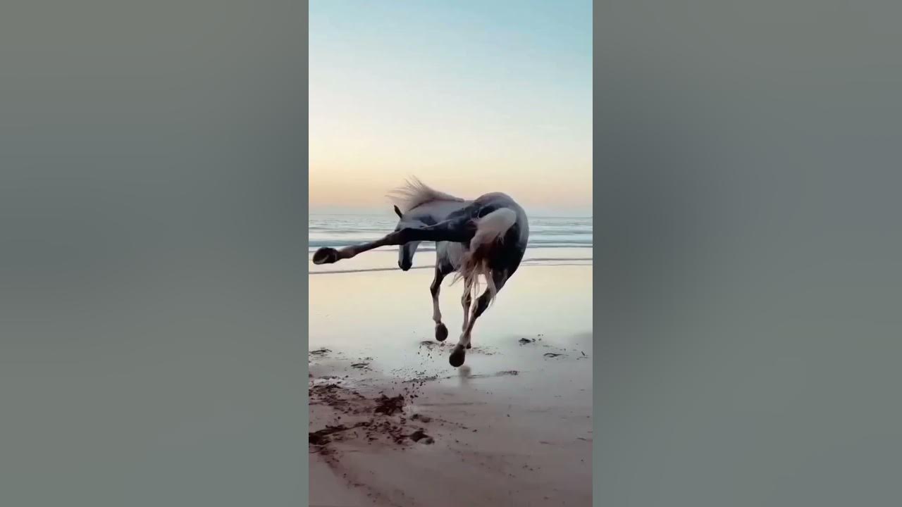 Horse running ar beach