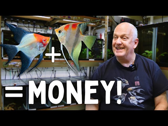 Master’s Guide to Breeding Fish for Profit! class=