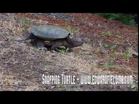 Snapping Turtle walking back to the pond