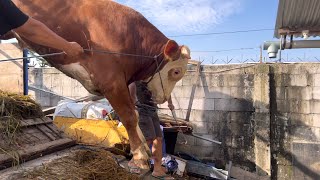 BOKAR SAPI QURBAN RAKSASA 2024 TURUN DARI TRUK OLENG LOMPAT INDAH ‼️🔥🔥🔥