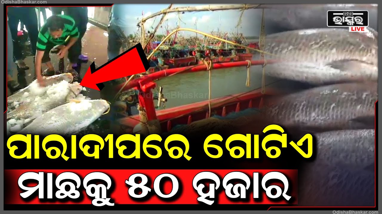 ଏହି ମାଛକୁ ବିକି ମାଲାମାଲ ହୋଇଗଲେ ମତ୍ସ୍ୟଜୀବୀ... ଗୋଟିଏ ମାଛକୁ ୫୦ ହଜାର ଟଙ୍କା |