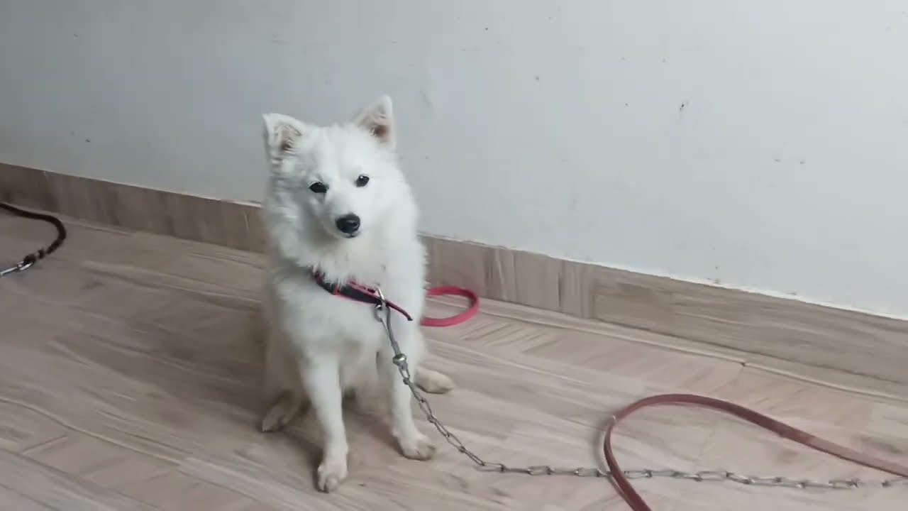 बुली को क्या खाना देते है सुभाह मे  