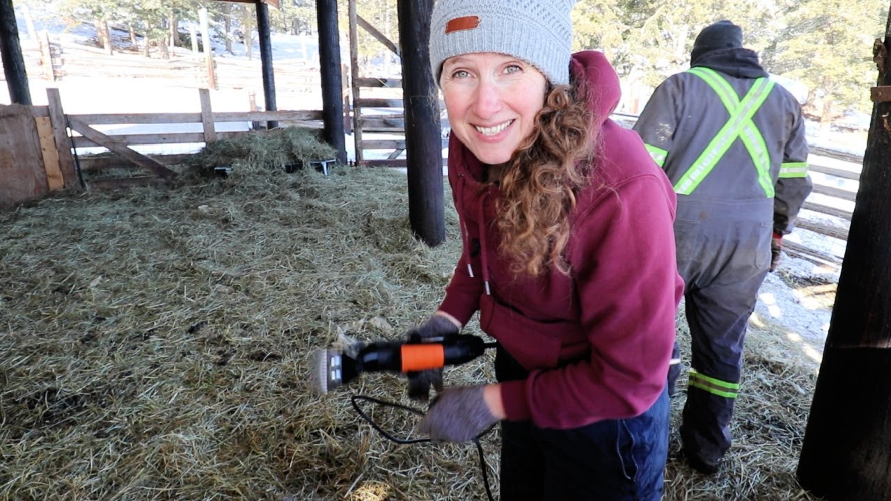 Shearing Tummies for Birth | Maw Broons Lentil Soup | Apple Hand Pies