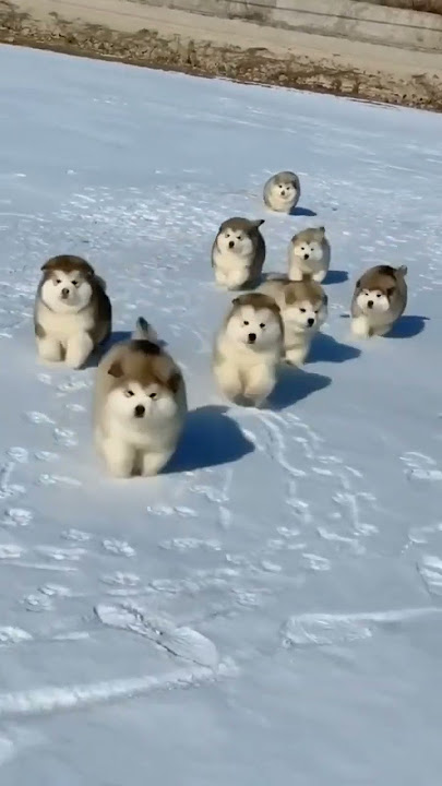 Anjing Husky Bayi Lucu #celana pendek