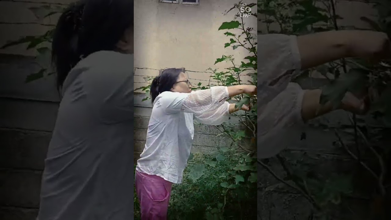 Harvesting Turkey Berries aka Sai-Anjang in Thadou-Kuki