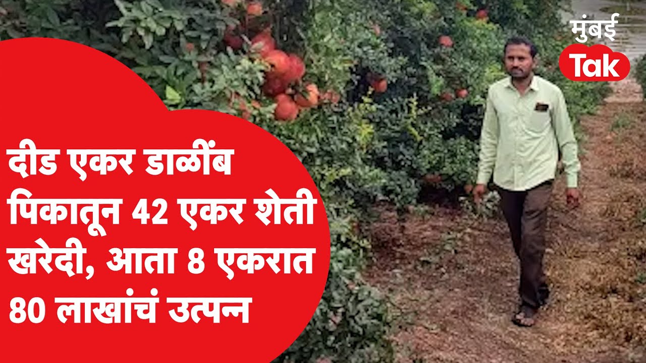 Farmer Success Story : साताऱ्यातल्या शेतकऱ्यानं डाळिंबाच्या शेतातून इतका नफा कसा कमावला?