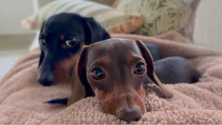 Gardening with Chickens, Sheep, Dachshunds and a Bengal Cat. Family Diary.