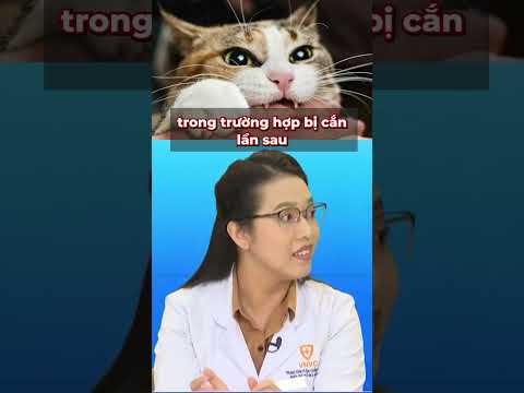 Video: Cách Xử lý Vết Cắn của Mèo: 14 Bước (Có Hình ảnh)