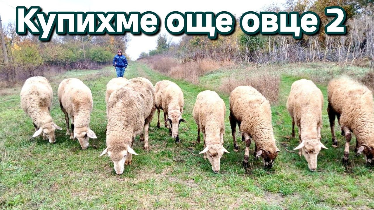 Купих още две овце на село #animals #lamp #farming #villagelife #funny #egg 