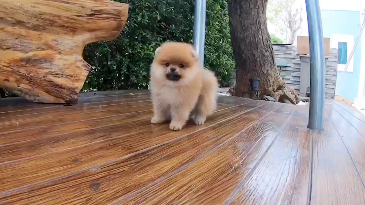 orange sable pomeranian puppies for sale