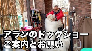 アランのドッグショー出場のご案内とお願い　Great Pyrenees　グレートピレニーズ