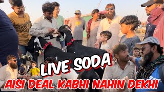 Live soda | deal Bohut Mushkil say Hui | qurbani 2024 | desi Bakre |