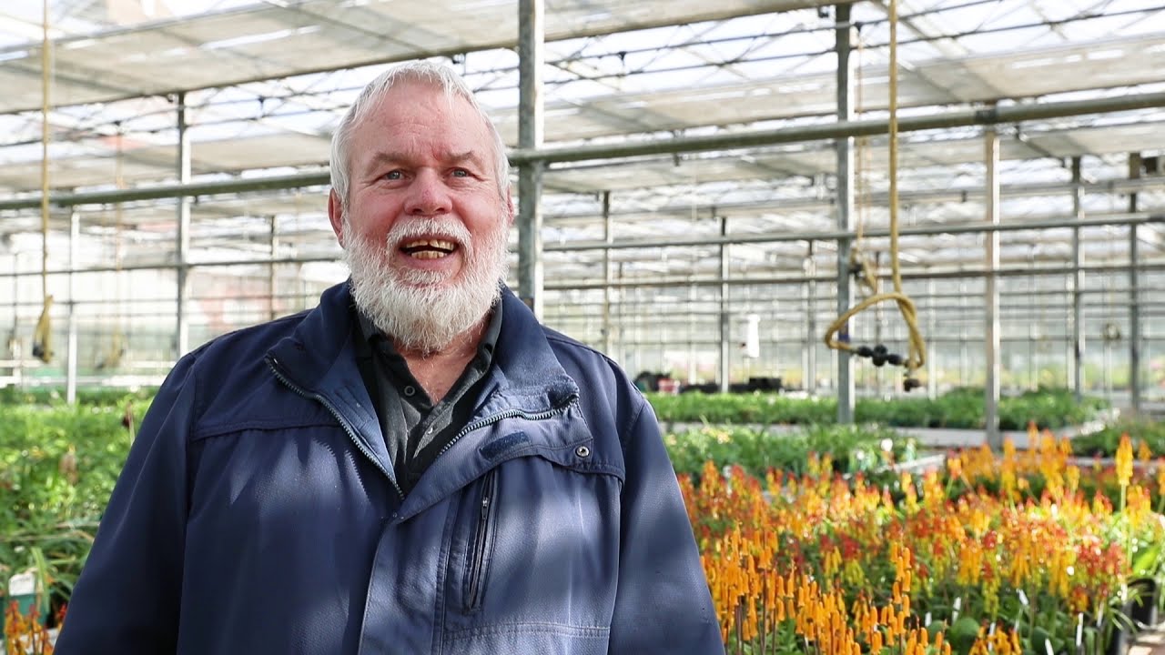 All about lachenalias (southern African bulbs)