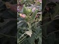 Growing okra and sunflowers in the garden 🌻🥬💕 #shorts #sunflower #okra #vegetablegarden #garden