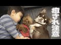 寝ない子に添い寝してくれる犬たち トイプードル・チワワ