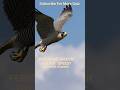 General Knowledge Quiz #shorts #ytshorts #youtube #quiz #animal #braintest #animalquiz #falcon