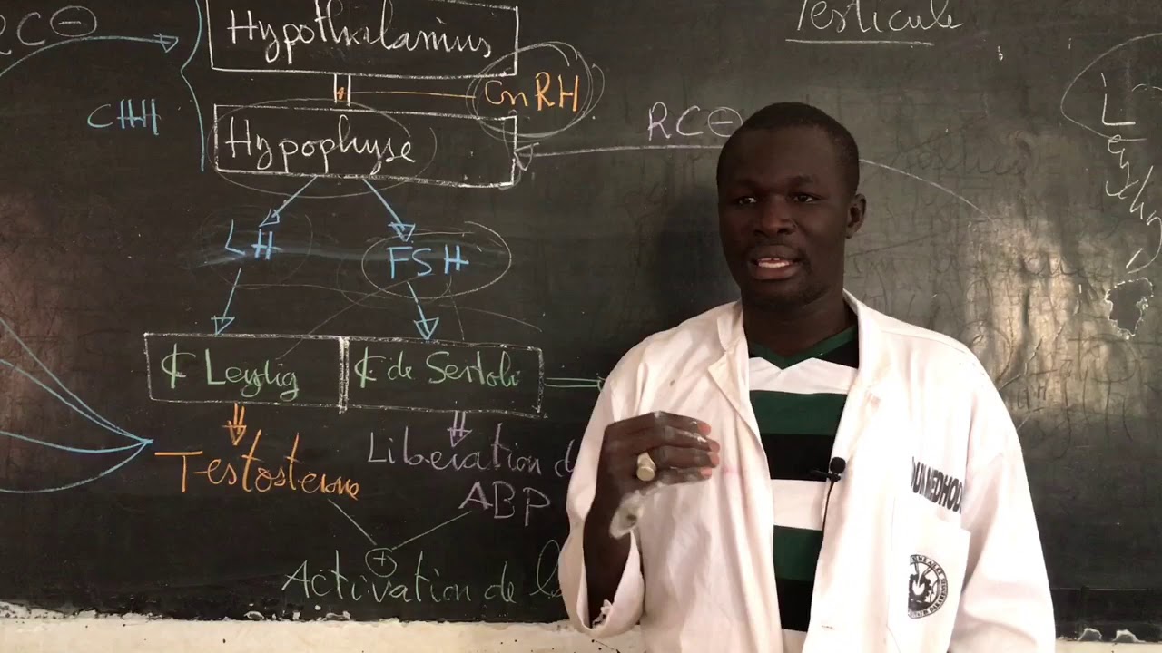 REPRODUCTION CHEZ LES MAMMIFÈRES suite 1