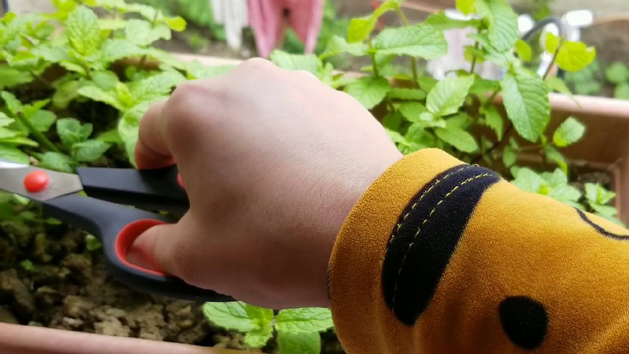 سر نجاح زراعة النعناع  في البيت والطريقة الصحيحة والمضمونة فقط بحزمة نعناع واحدة