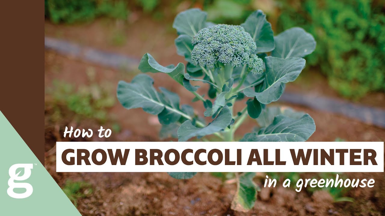 How to Grow Broccoli in the Winter in a Greenhouse YouTube