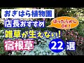 【おぎはら植物園のプロ直伝】手間いらず!植えとくだけでOK!雑草対策の宿根草22選を紹介!ガーデニング !あしかがフラワーパーク・代々木公園・中之条ガーデンズ・はままつフラワーパーク