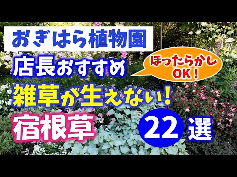 日陰に強い多年草8選！低メンテナンスで毎年咲く手間いらずの耐陰植物