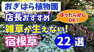 【おぎはら植物園のプロ直伝】手間いらず！植えとくだけでOK！雑草対策の宿根草22選を紹介！ガーデニング ！あしかがフラワーパーク・代々木公園・中之条ガーデンズ・はままつフラワーパーク