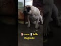 🐕 coco kallu thaginadu 🥛🤣🤣🤣