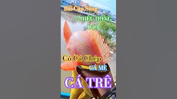 bãi câu sông. câu cá diêu hồng. cauy cá chép. cá mè #cauca #fishing #caucathugian